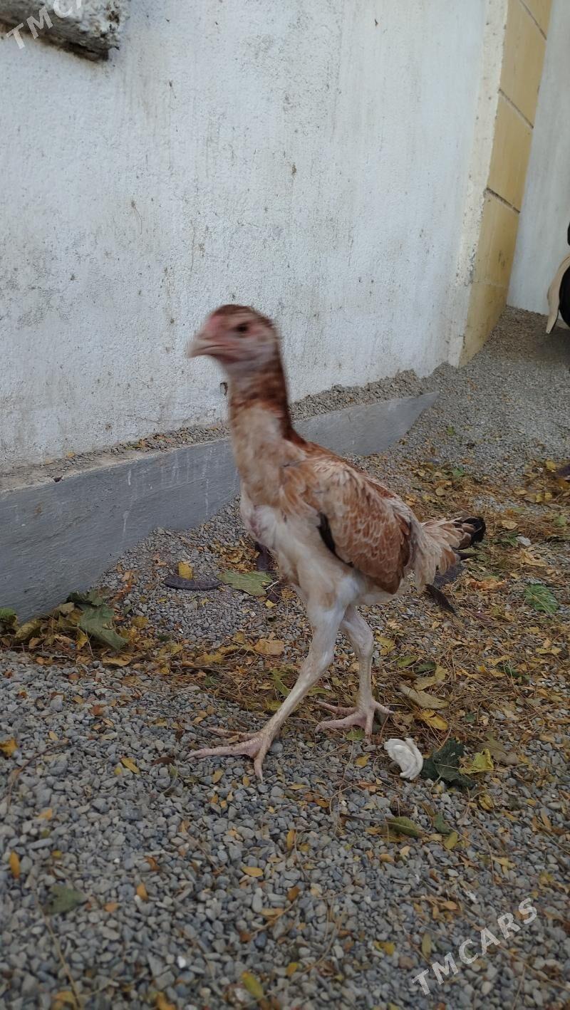 taskent maki - Hitrowka - img 4