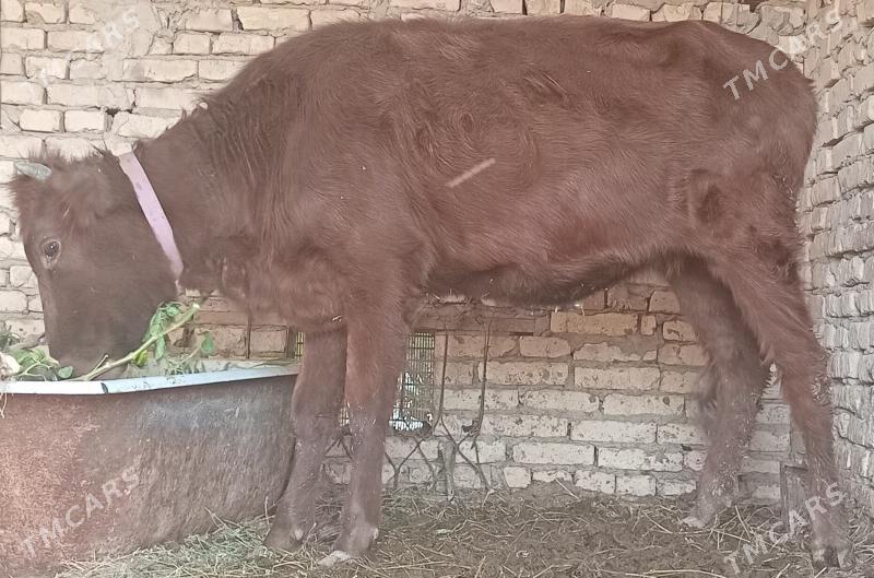 gunajyn - Чарджоу - img 2