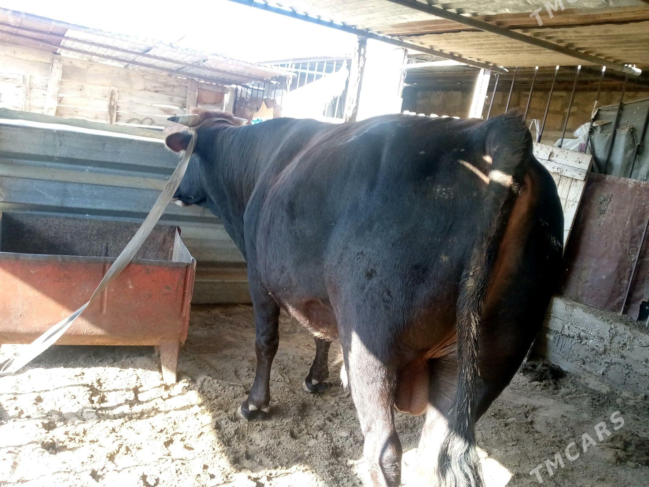 öküz - Берекет - img 2