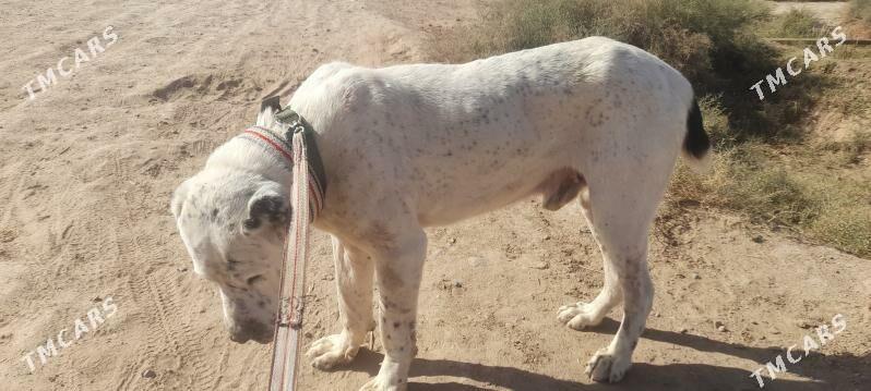 Alabay it - Babadaýhan - img 2