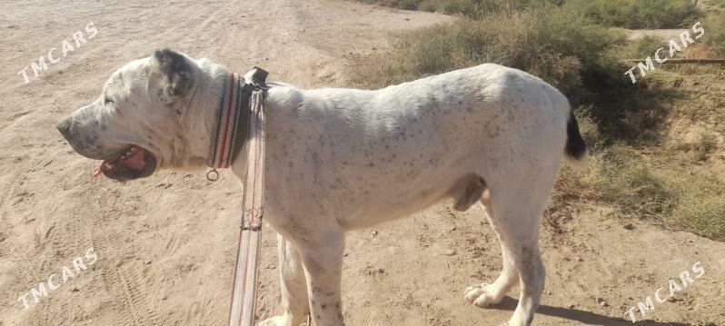 Alabay it - Babadaýhan - img 1