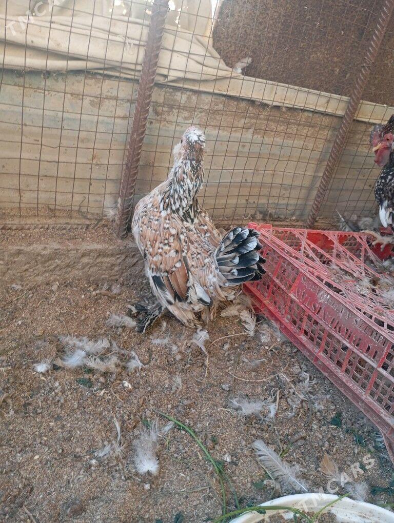 Япончик - Чарджоу - img 1