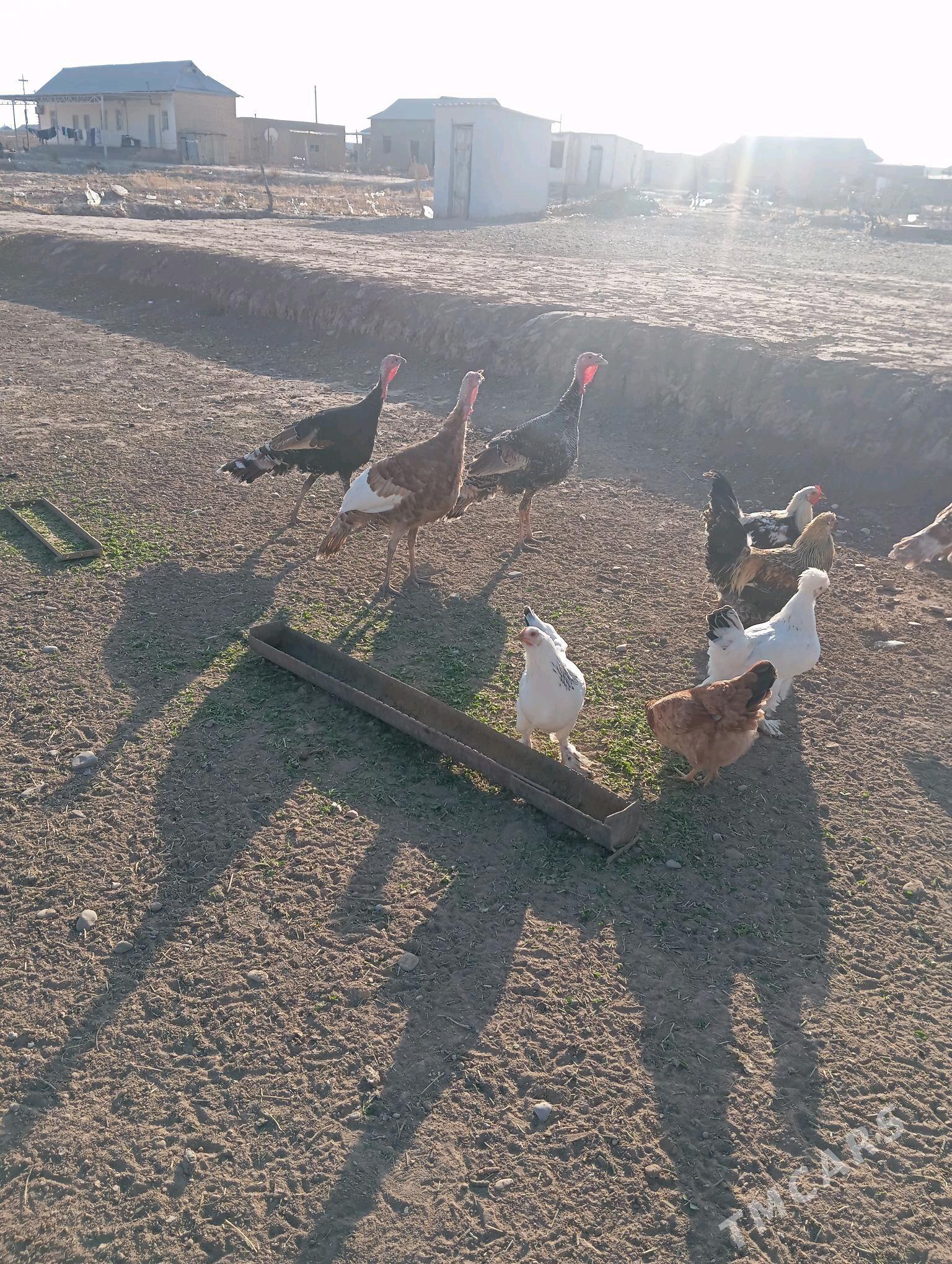 induk - Серахс - img 2