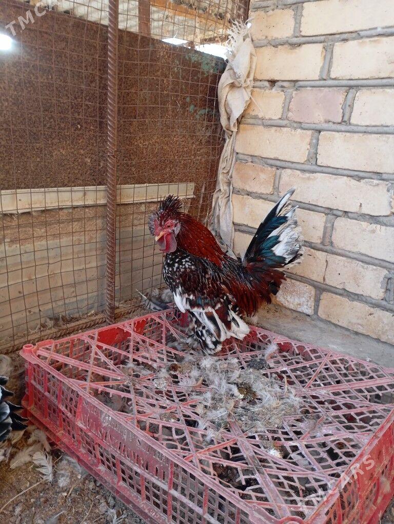 Япончик - Чарджоу - img 2