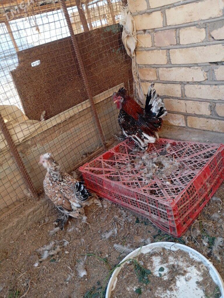 Япончик - Чарджоу - img 3