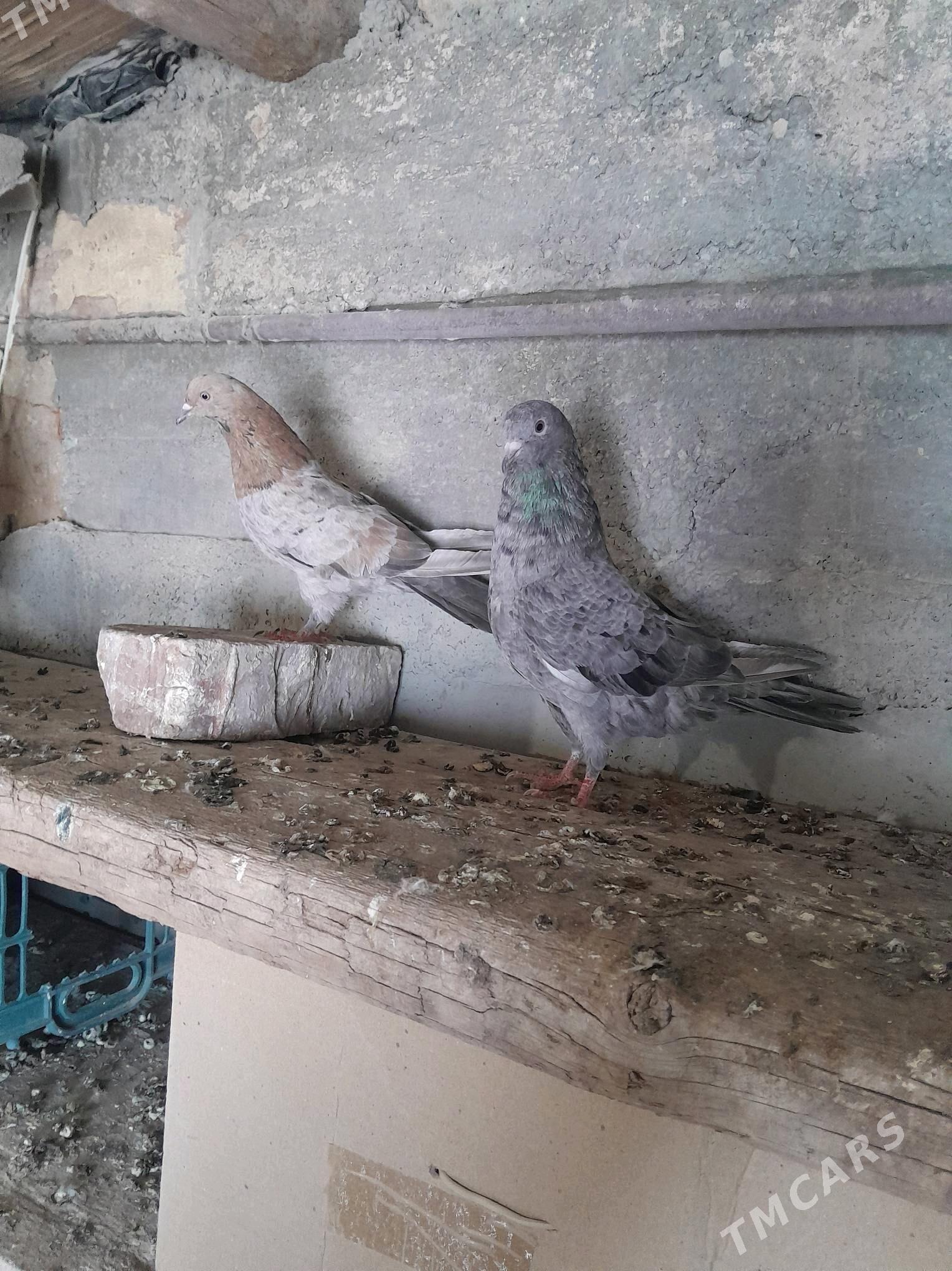 kepderi - Гызыларбат - img 2