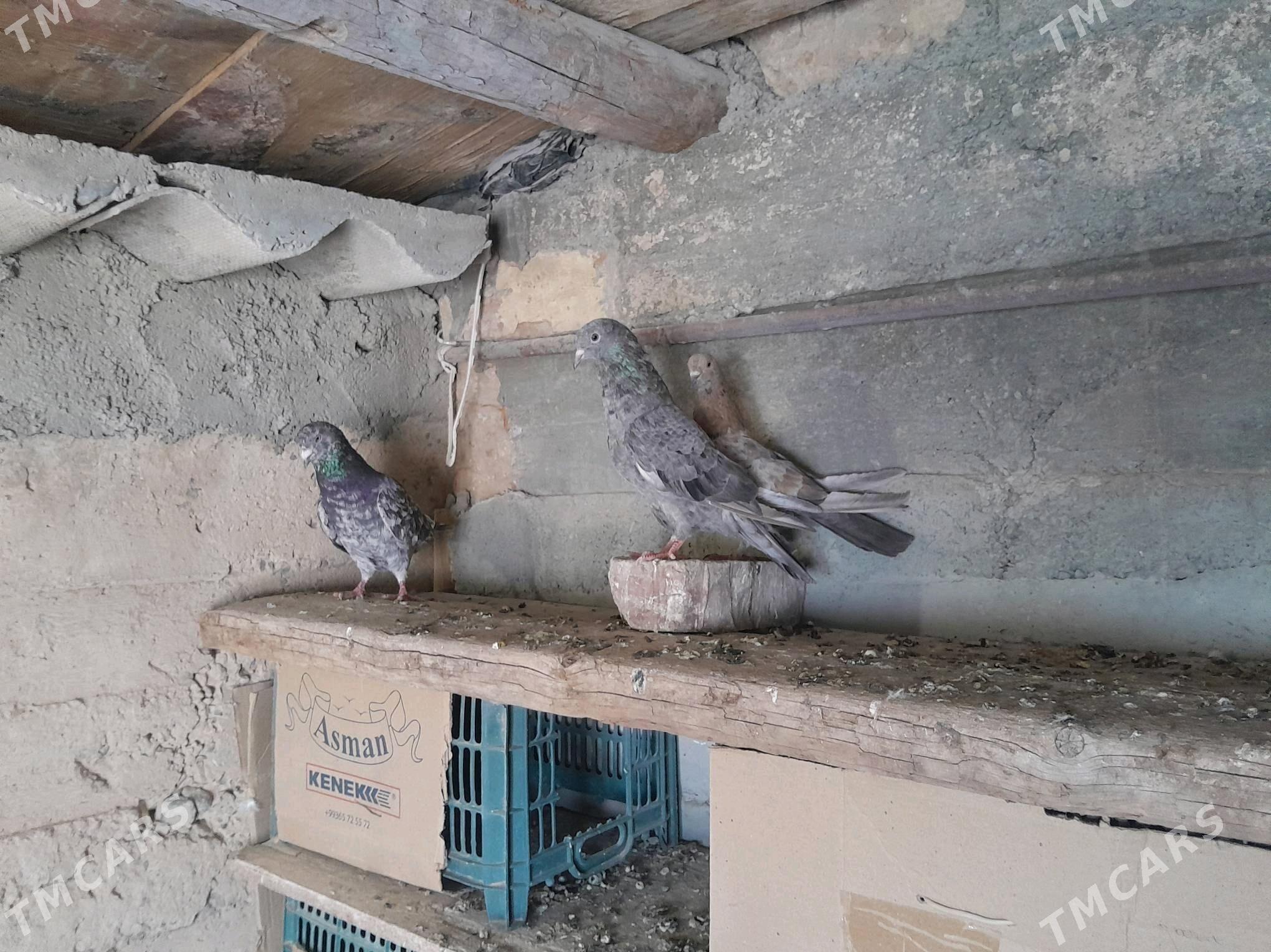 kepderi - Гызыларбат - img 1