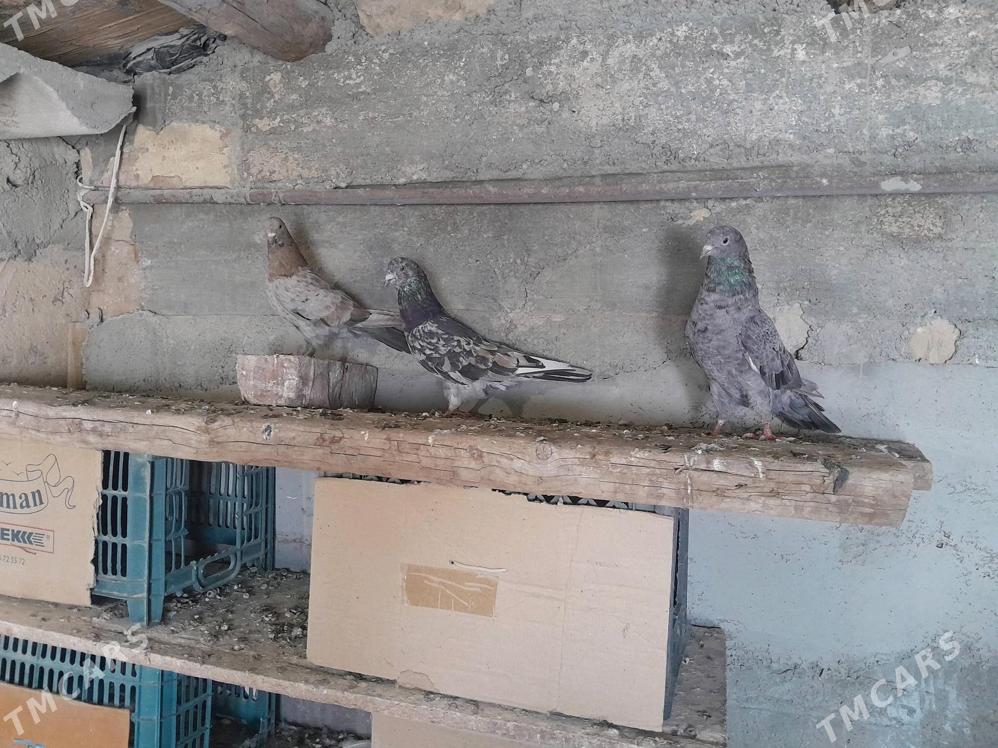 kepderi - Гызыларбат - img 3