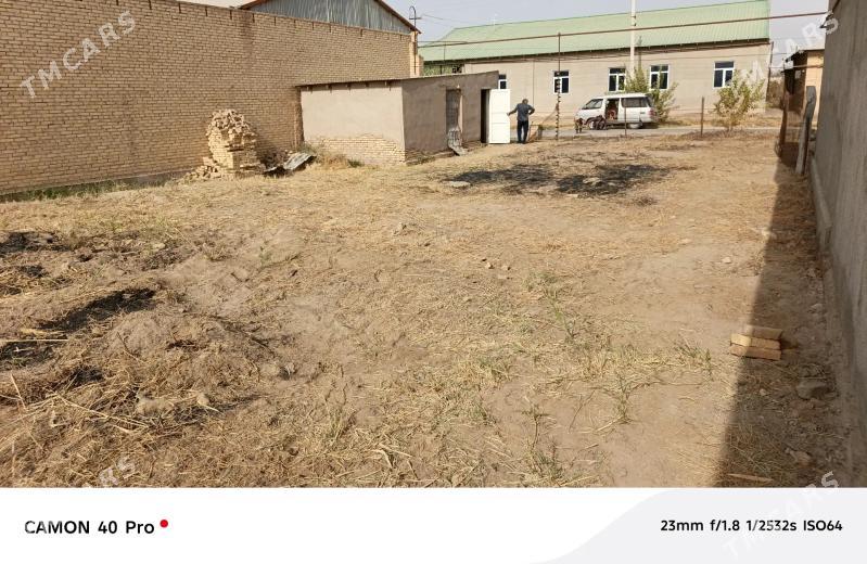 Mellek - Türkmenabat - img 2