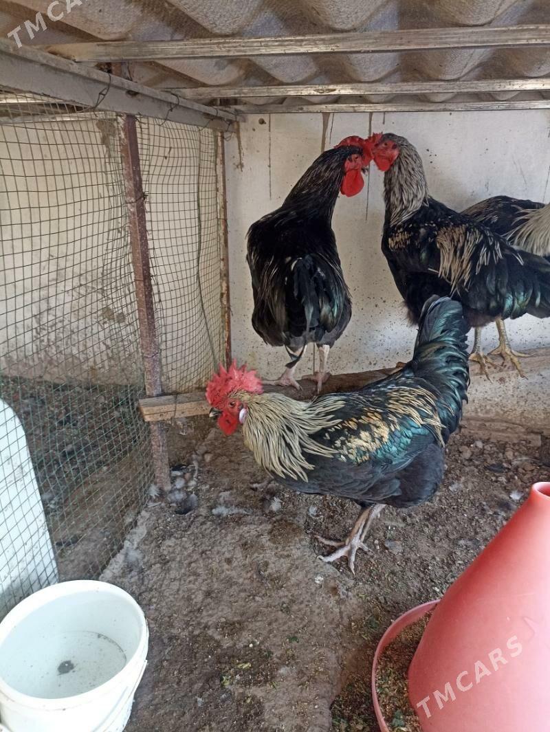 Towuk gigant satlyk - Mary - img 5