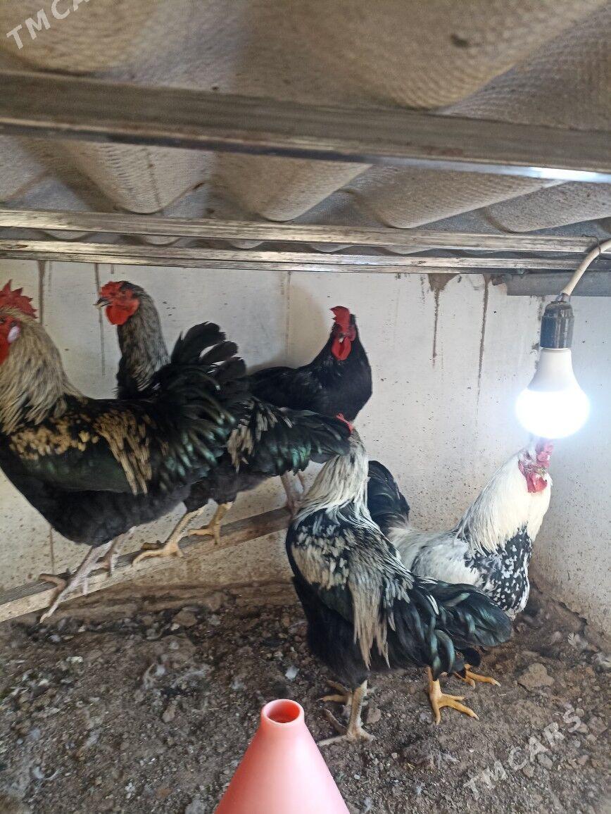 Towuk gigant satlyk - Mary - img 3