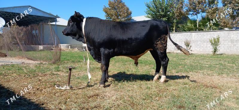 Okuz - Гёкдепе - img 2