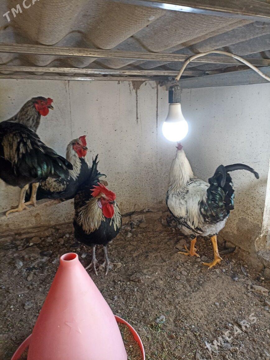 Towuk gigant satlyk - Mary - img 4