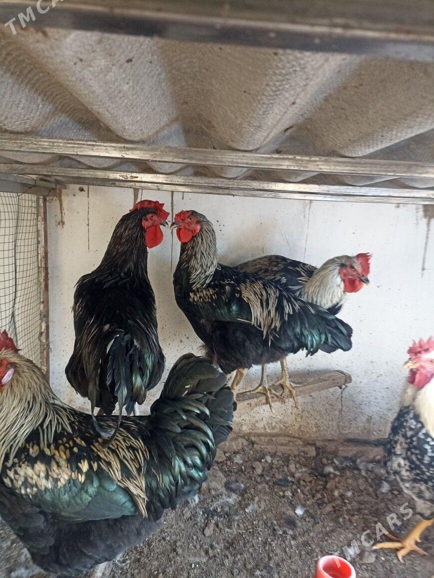 Towuk gigant satlyk - Mary - img 2