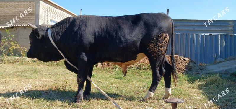 Okuz - Гёкдепе - img 3