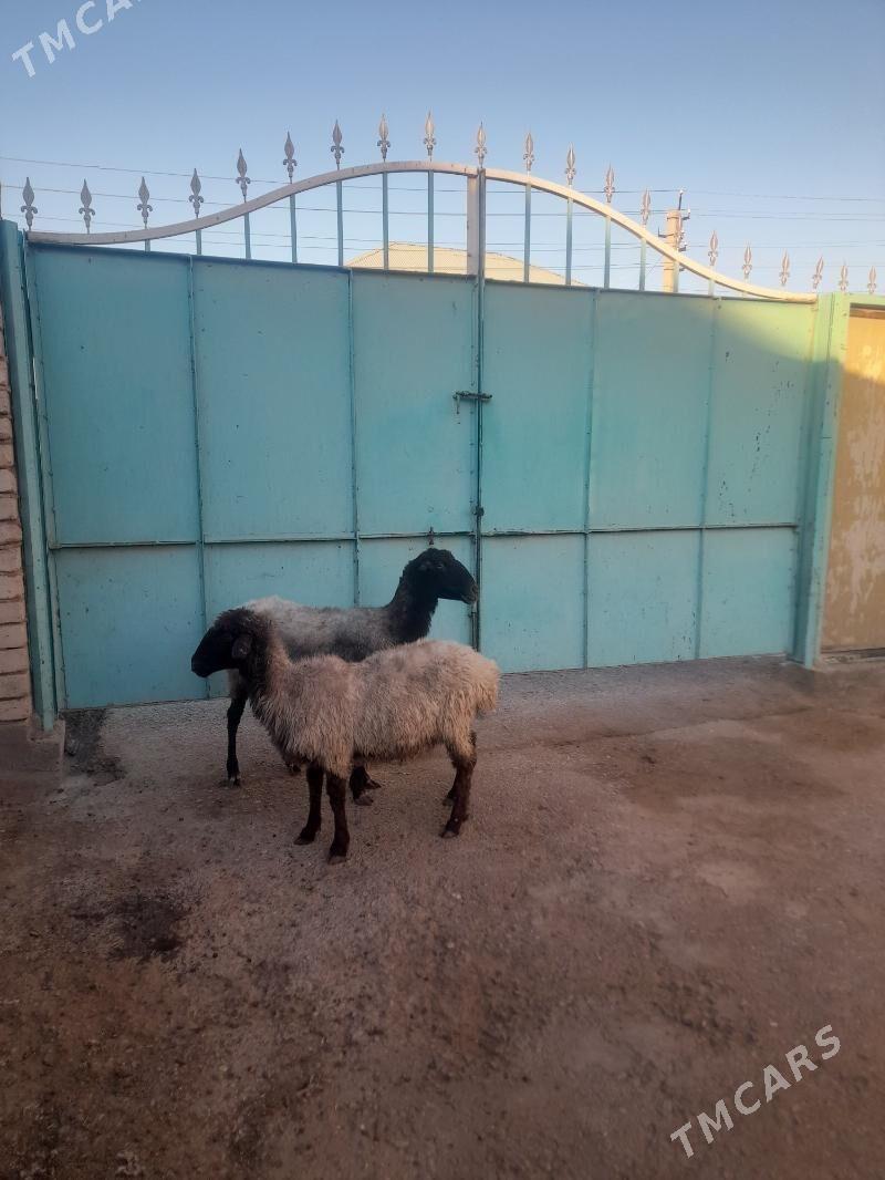 goyun - Гарадамак Шор - img 2