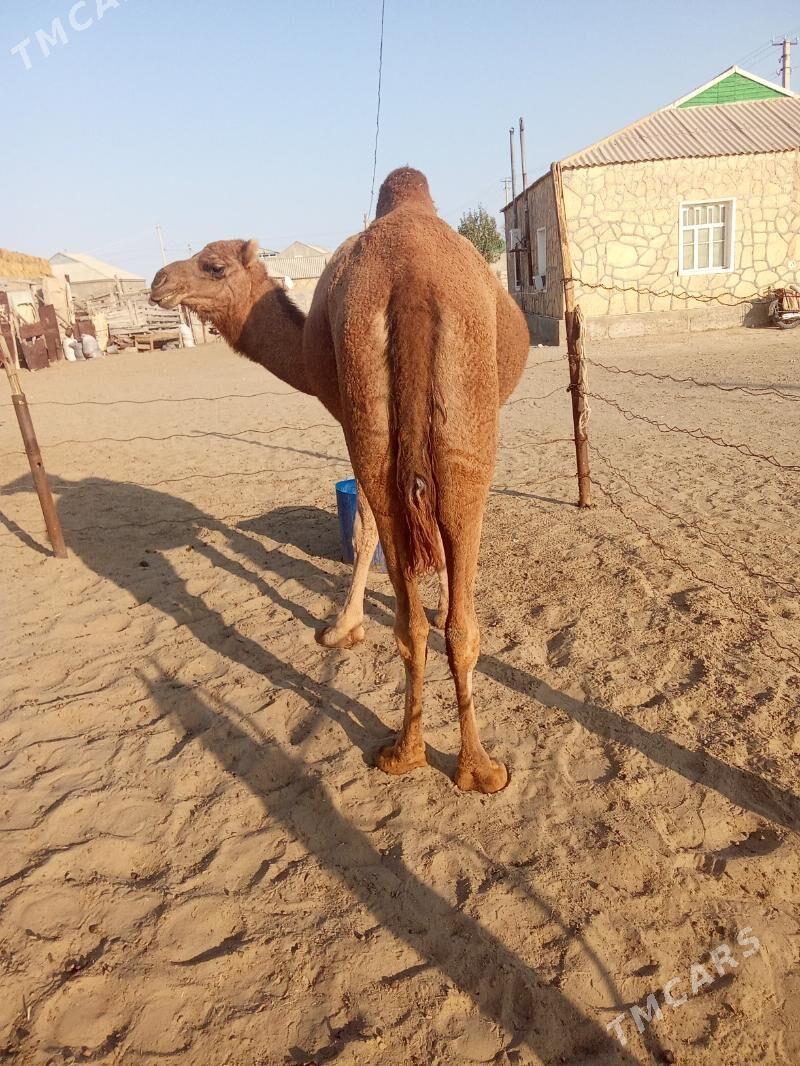 Torumly düýe - Эсенгулы - img 3