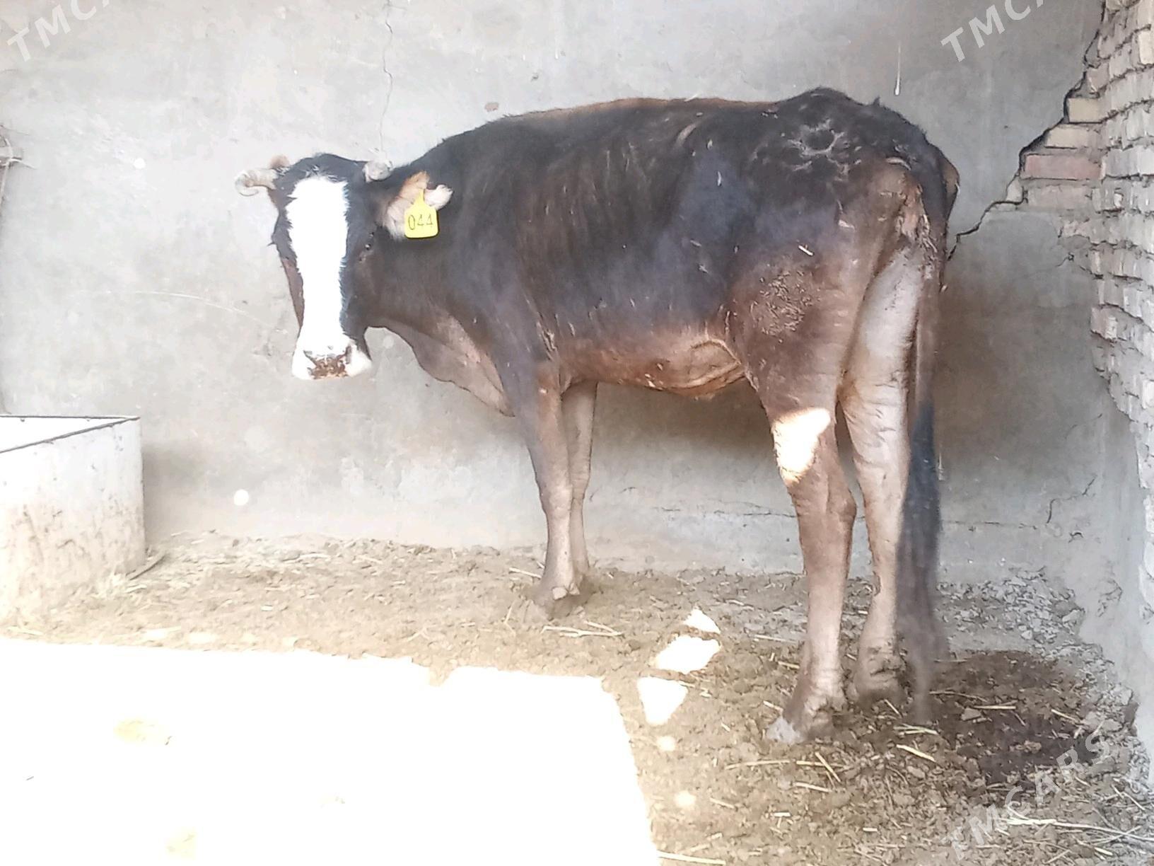 SYGYR. GÖLE 6 . - Мары - img 4