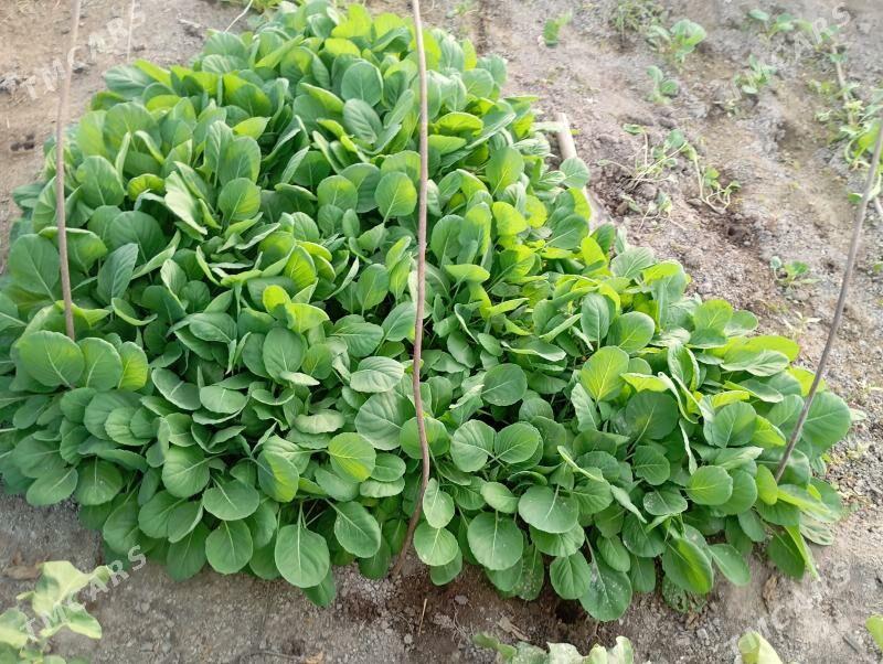 келем нехел капуста - Çärjew - img 1