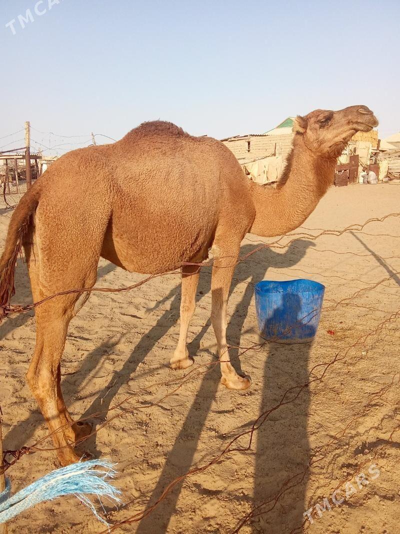 Torumly düýe - Эсенгулы - img 2