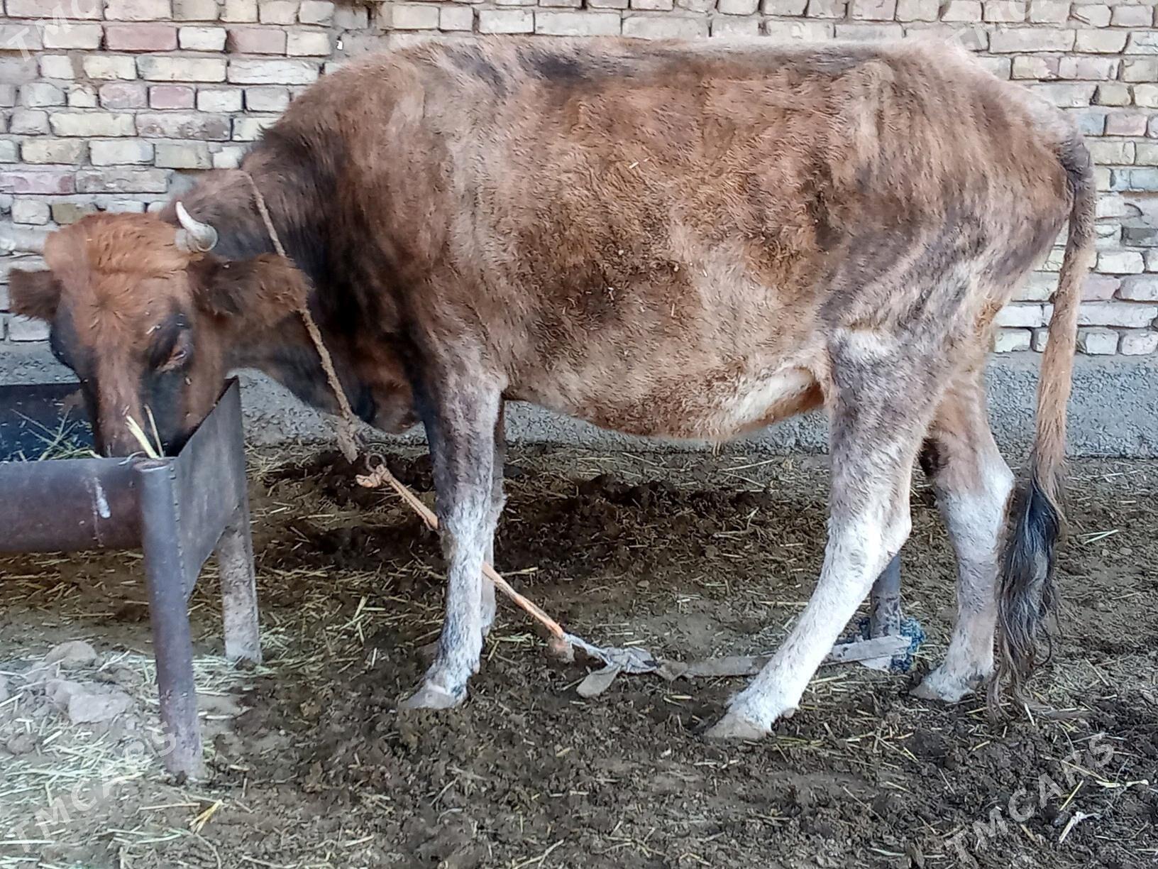 SYGYR. GÖLE 6 . - Мары - img 2