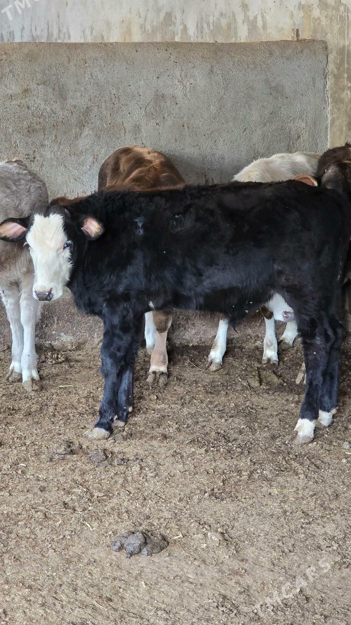 okuz - Багир - img 6