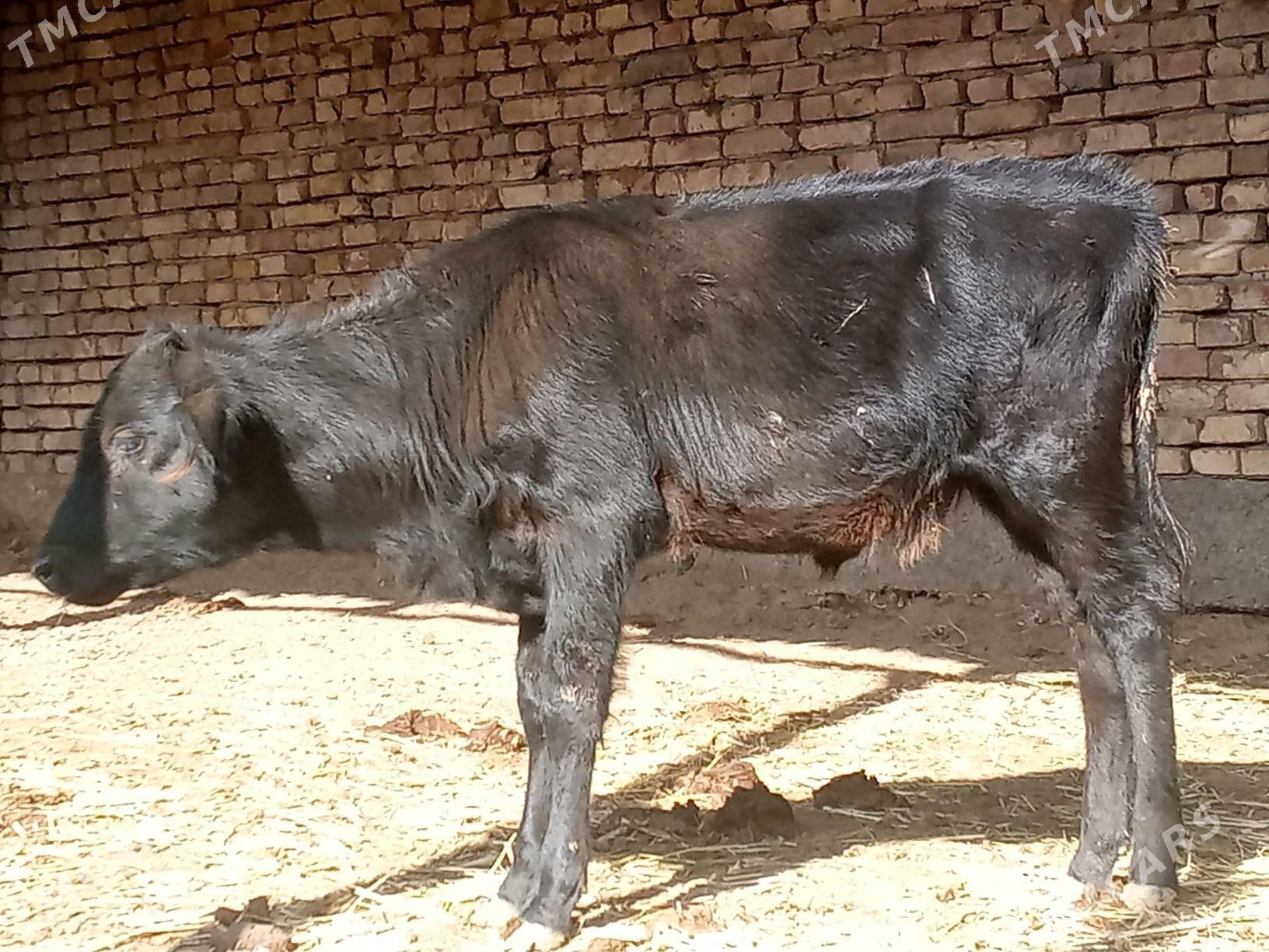 SYGYR. GÖLE 6 . - Мары - img 3