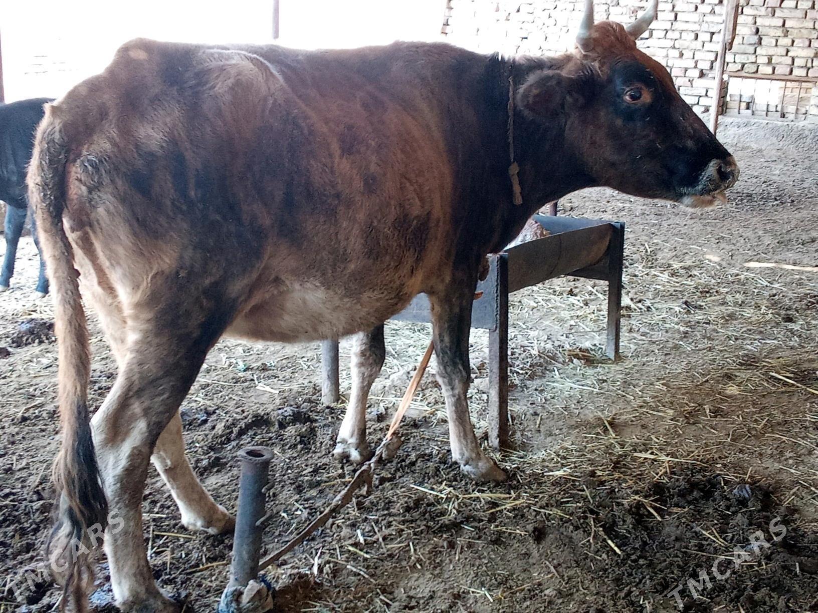 SYGYR. GÖLE 6 . - Мары - img 5