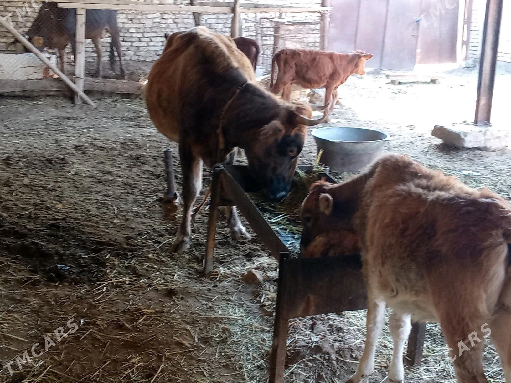 SYGYR. GÖLE 6 . - Мары - img 8