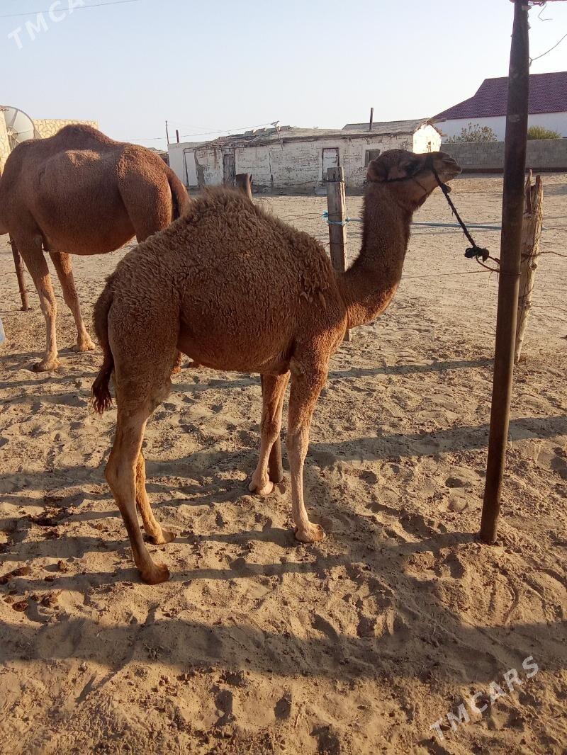 Torumly düýe - Эсенгулы - img 7