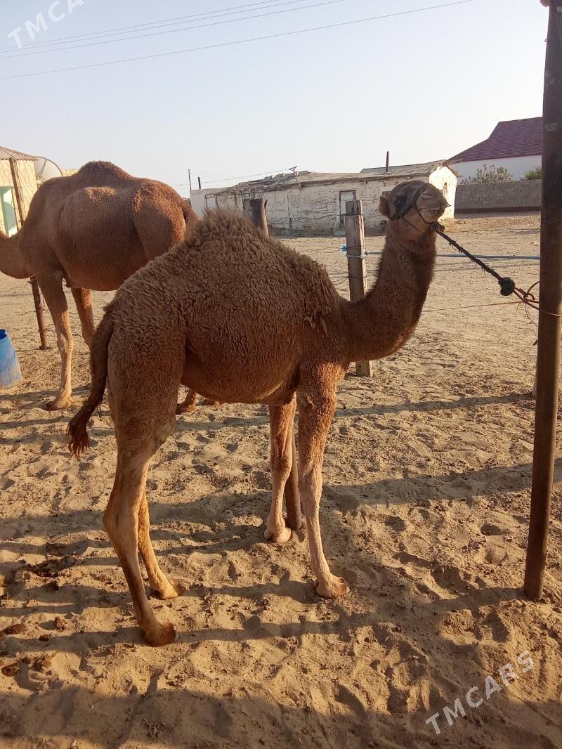 Torumly düýe - Эсенгулы - img 9