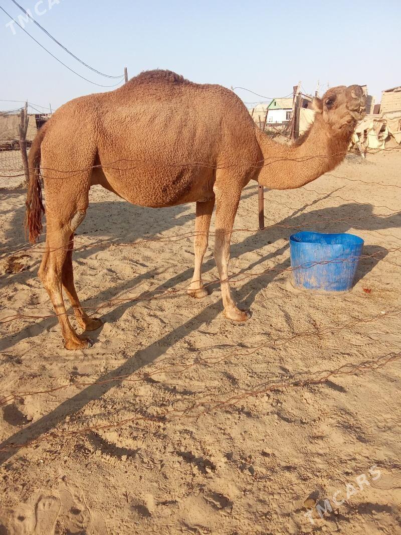 Torumly düýe - Эсенгулы - img 5