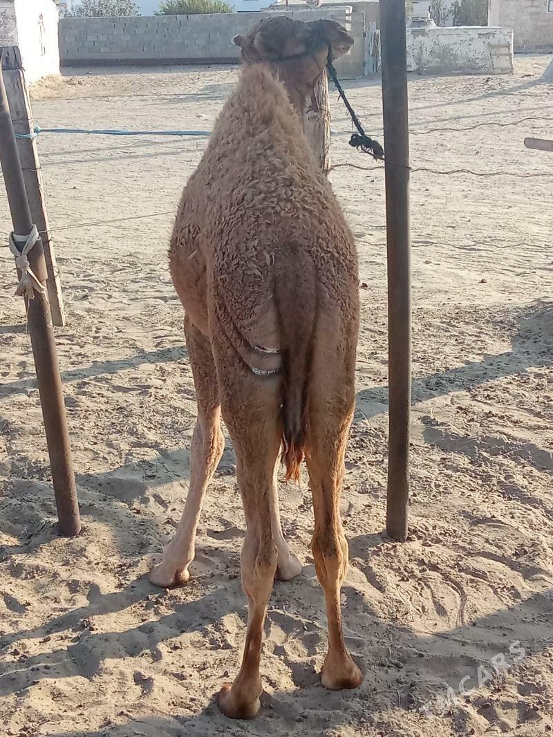 Torumly düýe - Эсенгулы - img 6