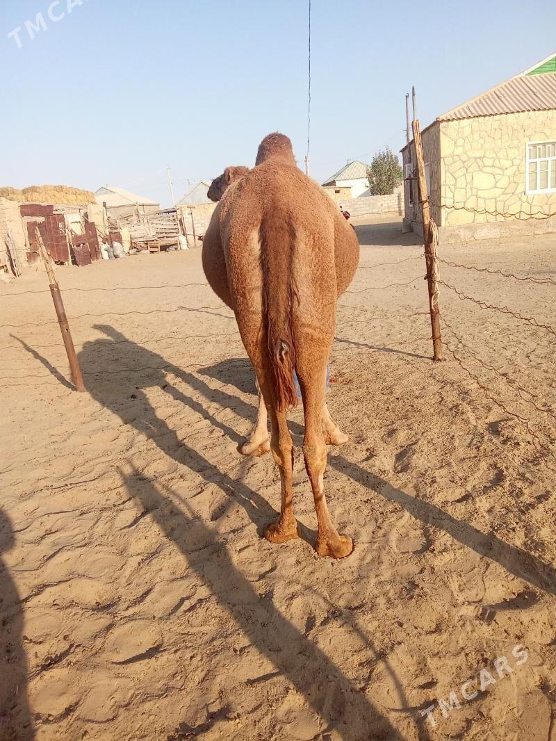 Torumly düýe - Эсенгулы - img 4