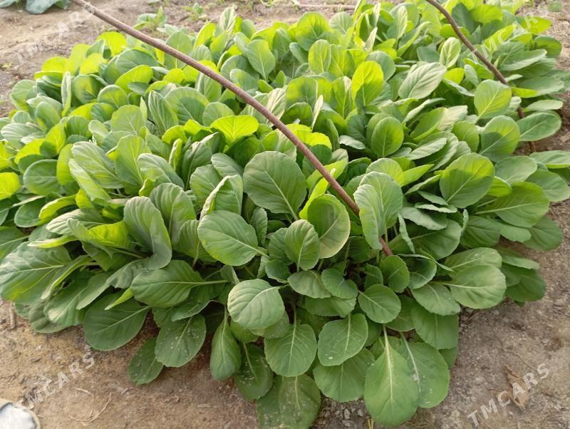 келем нехел капуста - Çärjew - img 2