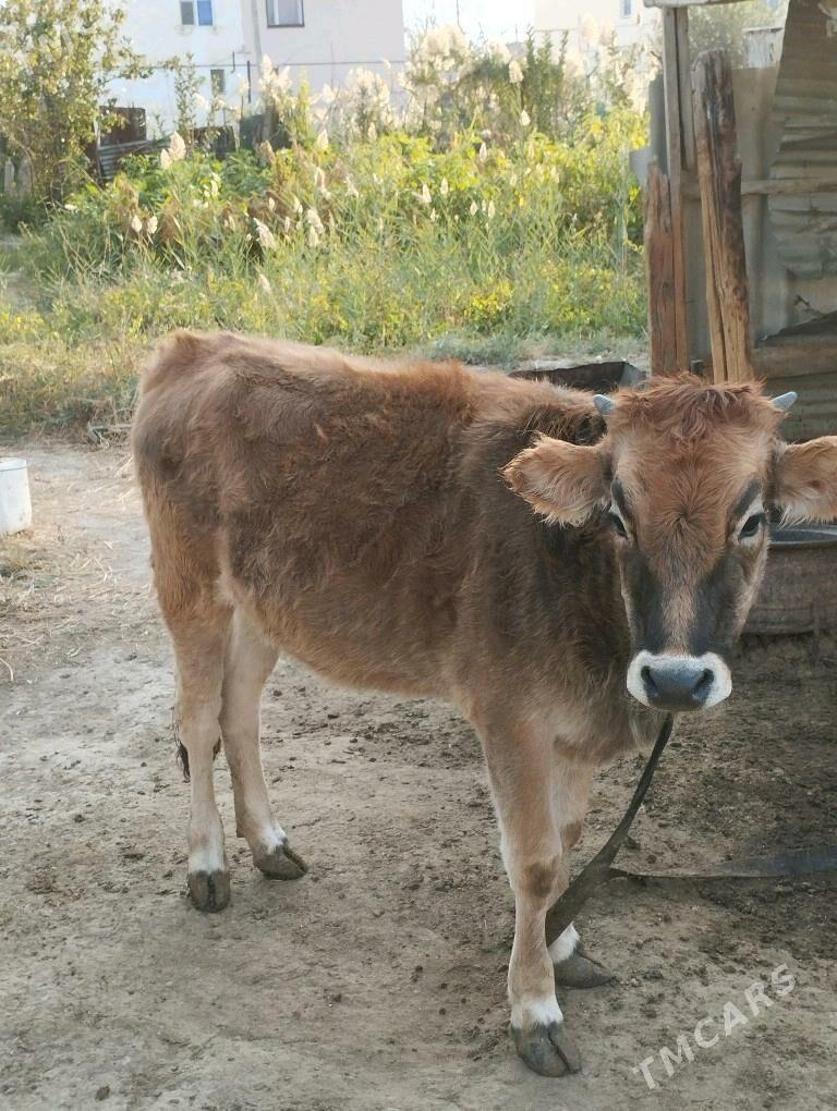 tuwe - Бахарден - img 3