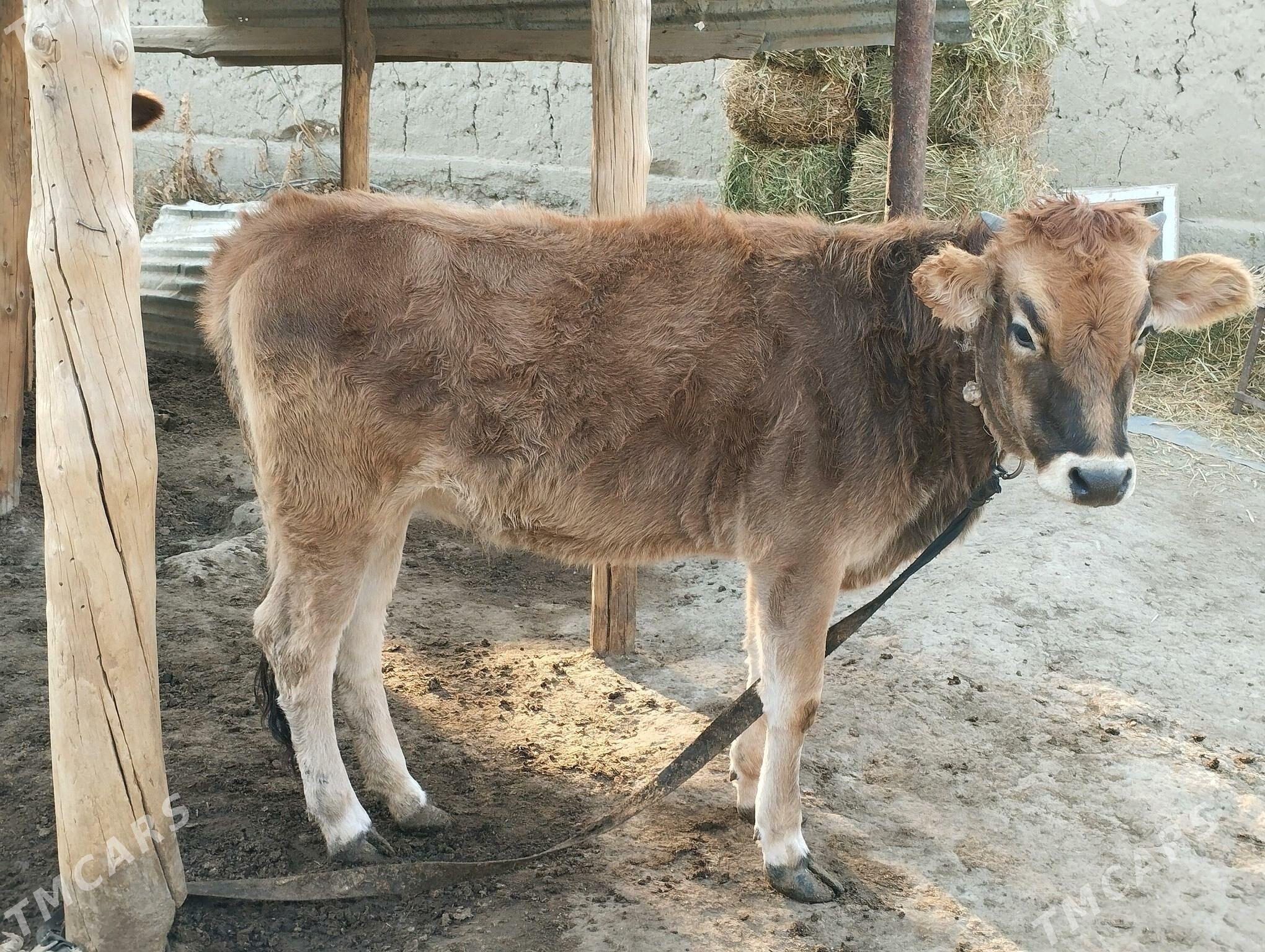 tuwe - Бахарден - img 2