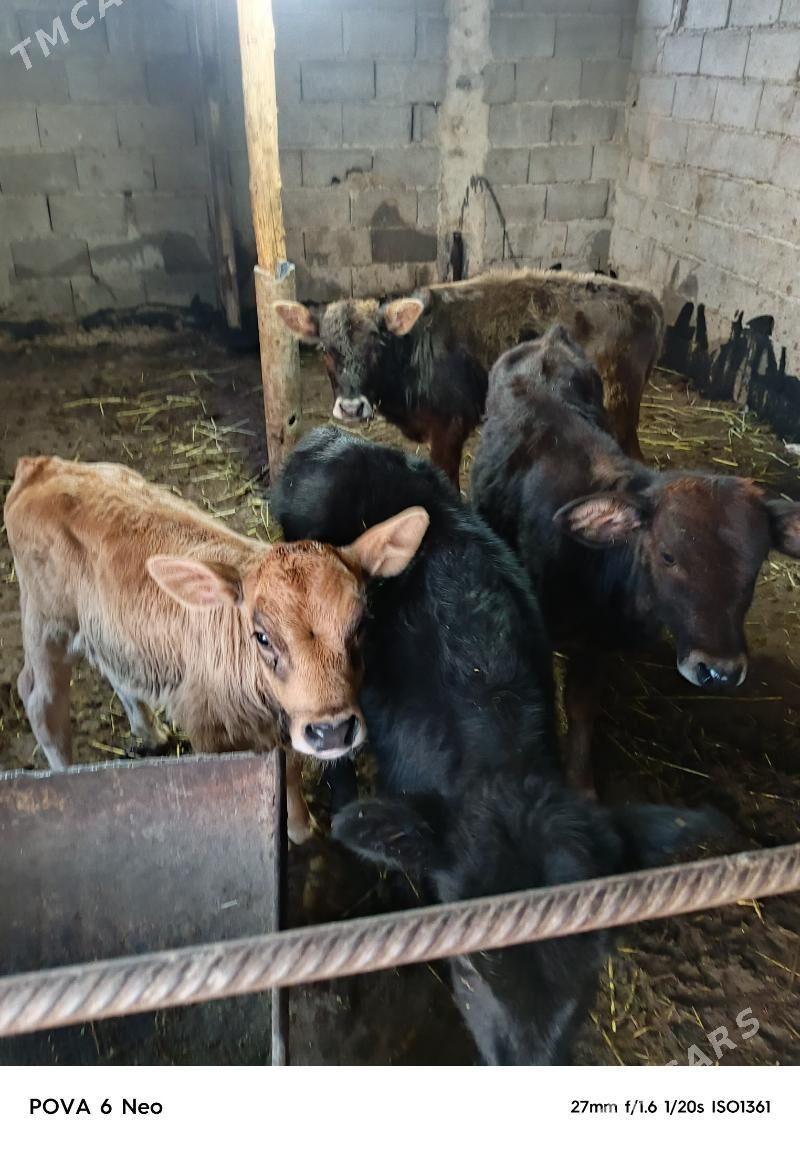 tuwe - Херрикгала - img 3