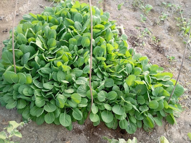 келем нехел капуста - Çärjew - img 3