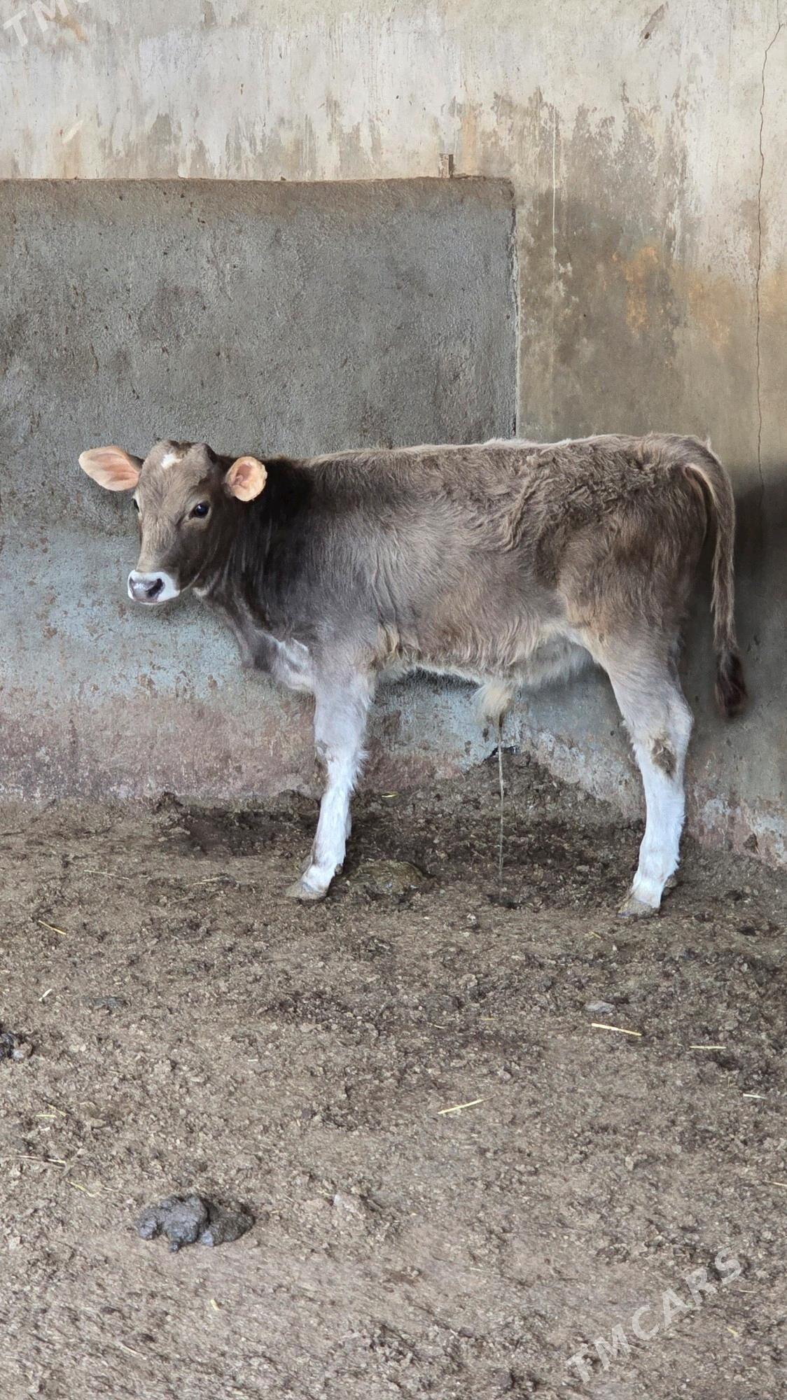 okuz - Багир - img 7