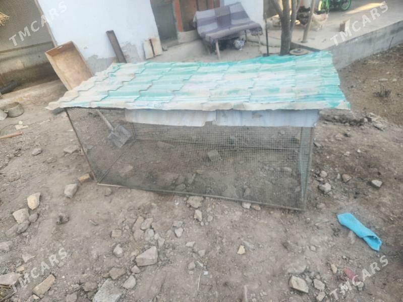 towuk ketek - Sakar - img 3