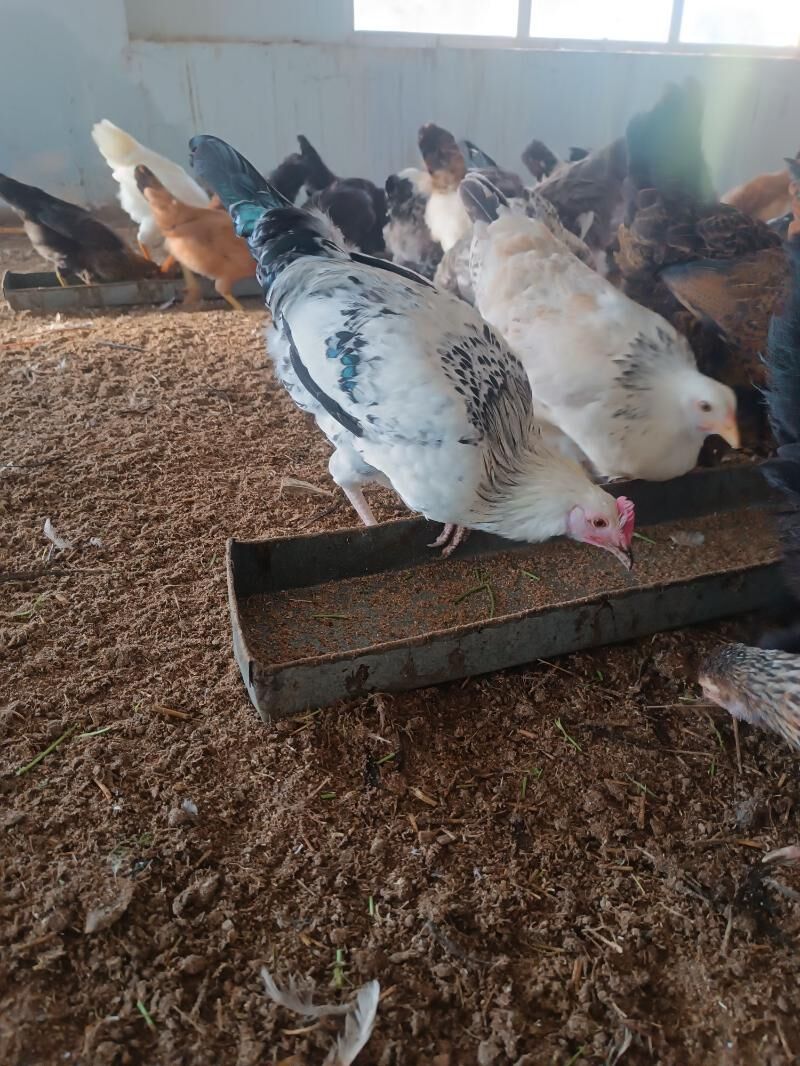 towuk yas - Oguz han - img 8