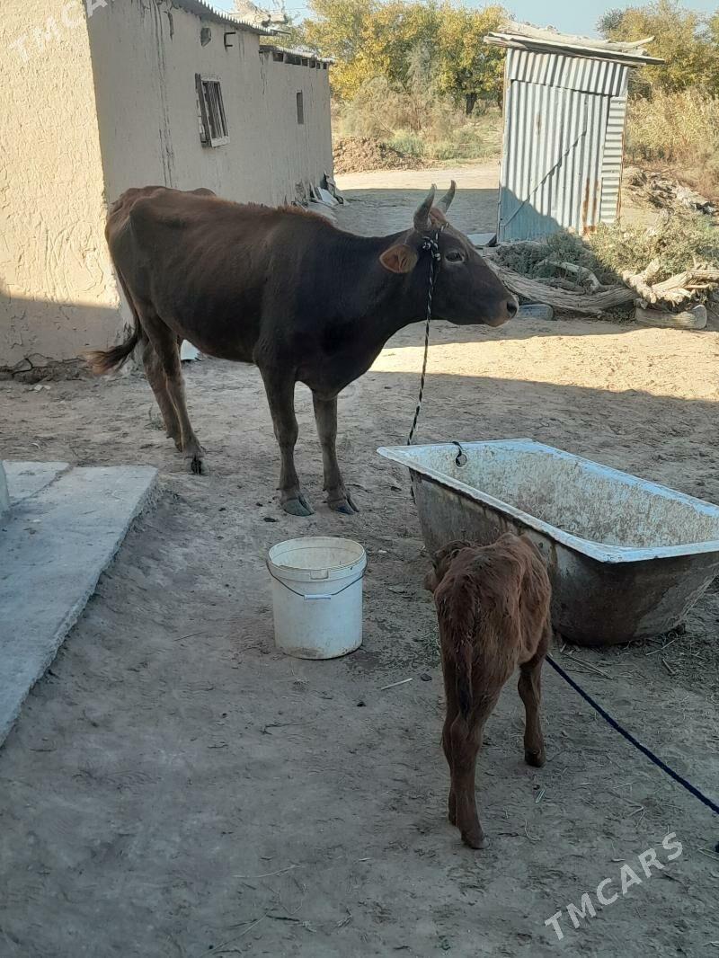 goleli sygyr - Мары - img 2