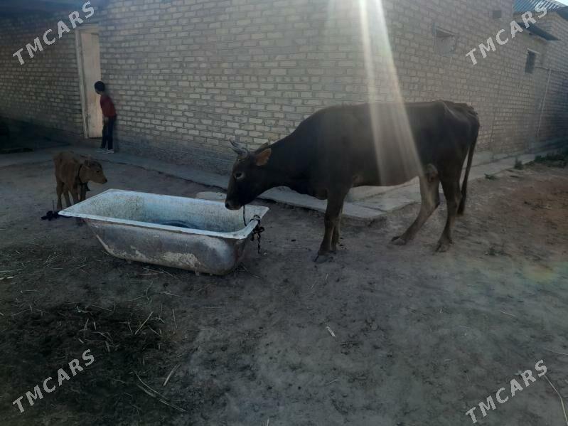 goleli sygyr - Мары - img 5