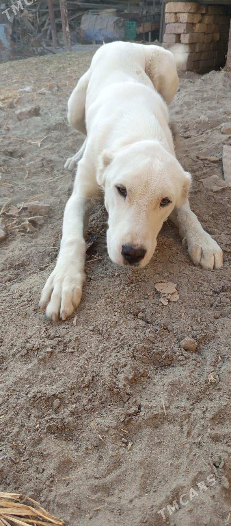 Alabay - Farap - img 2