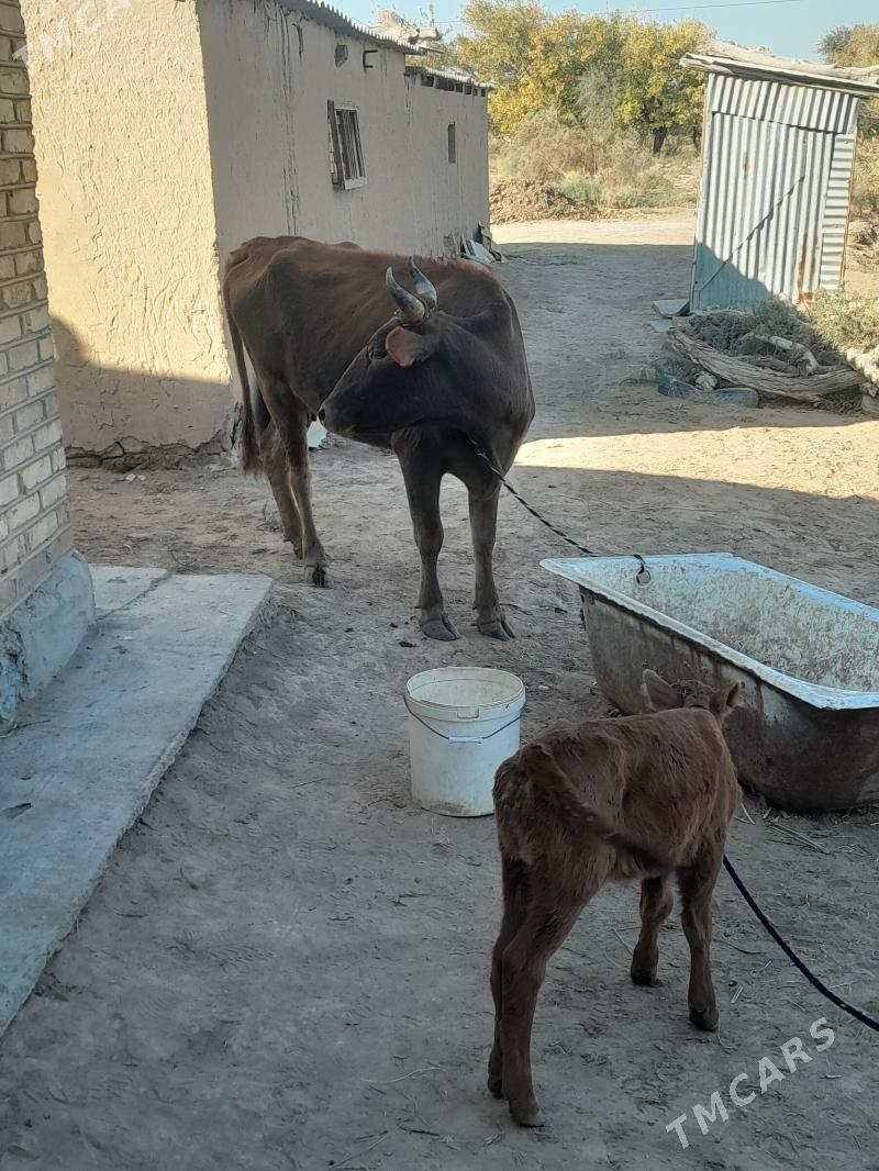 goleli sygyr - Мары - img 3