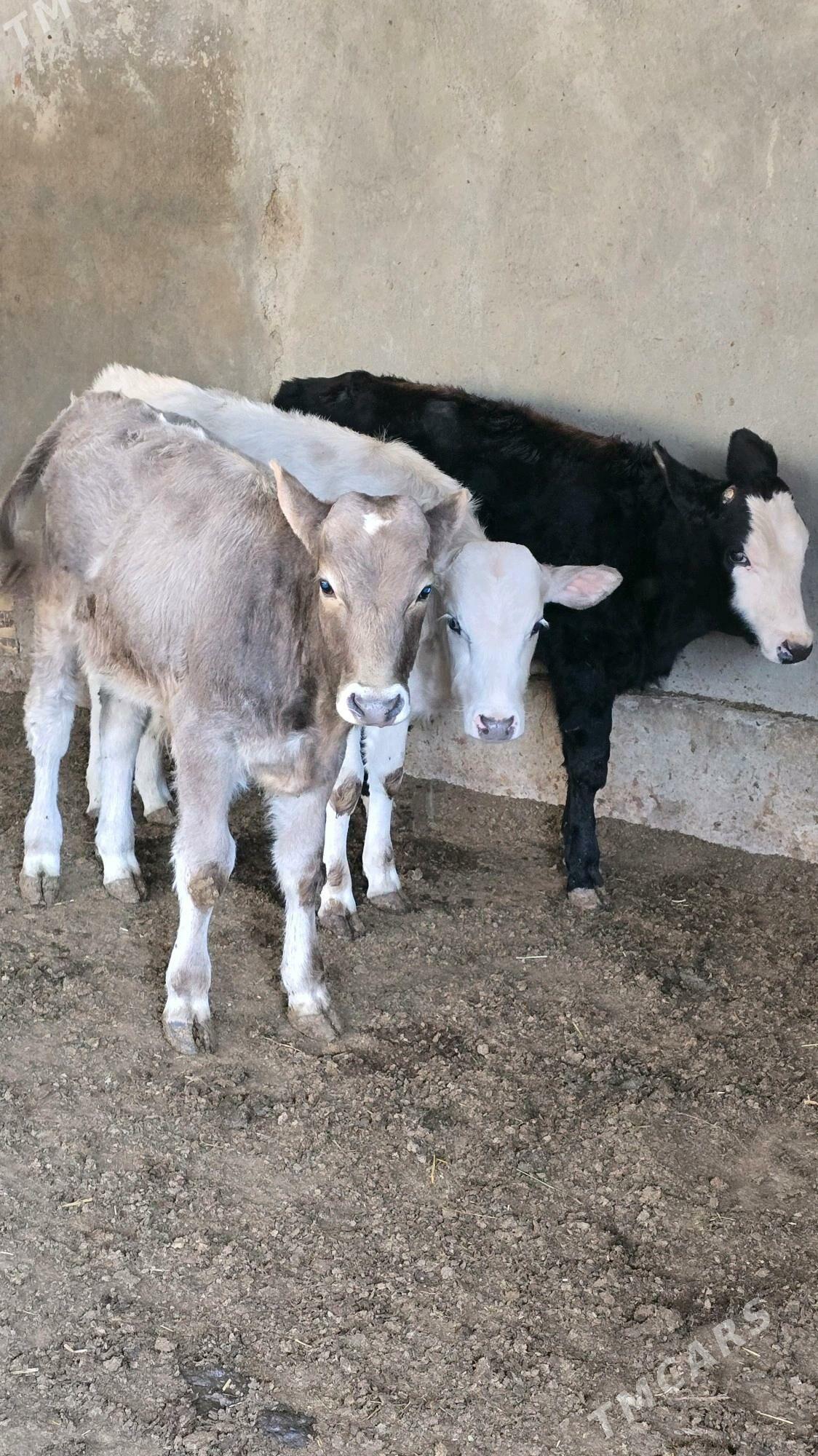 okuz - Багир - img 9