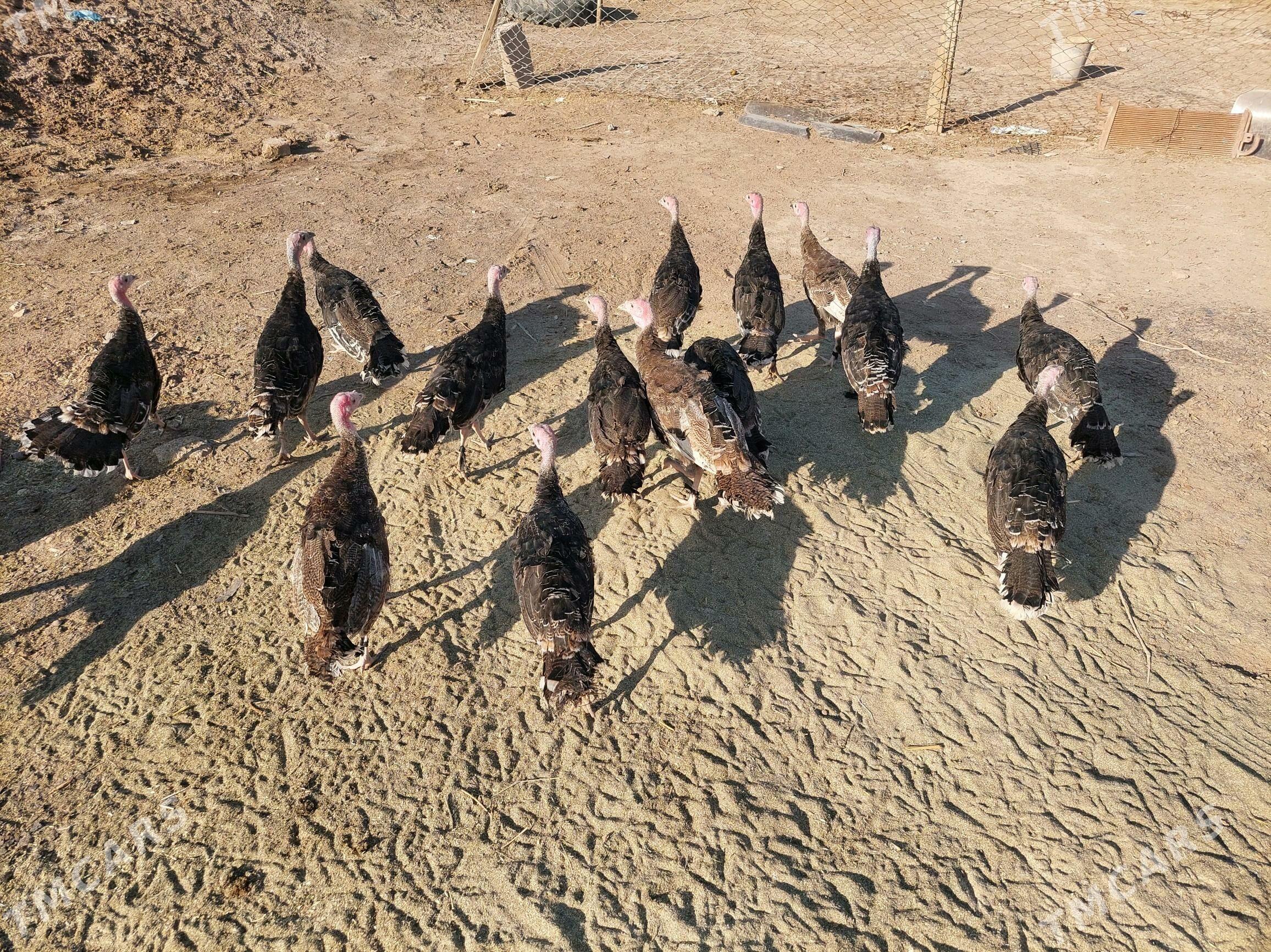 induk jüje - Теджен - img 2