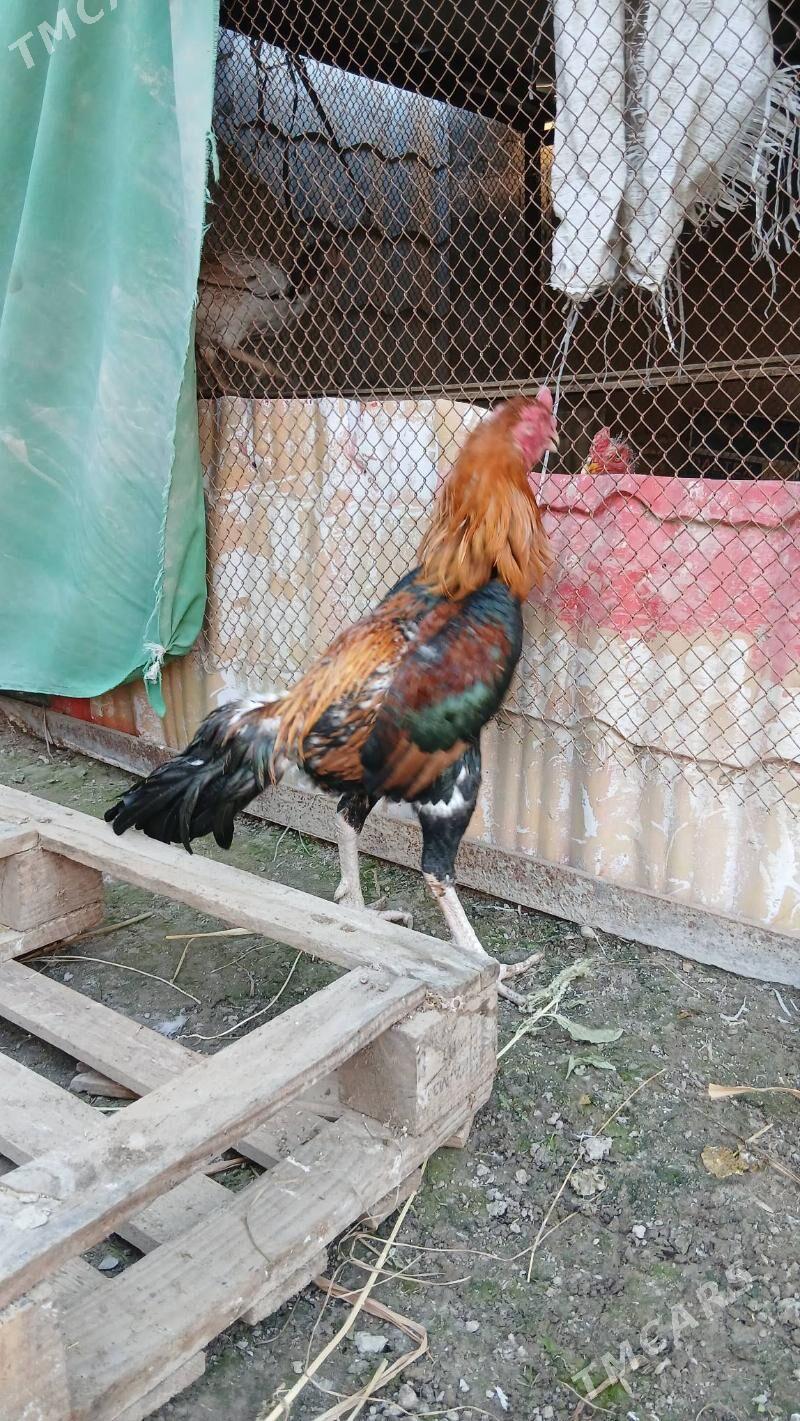 хораз - Çärjew - img 2