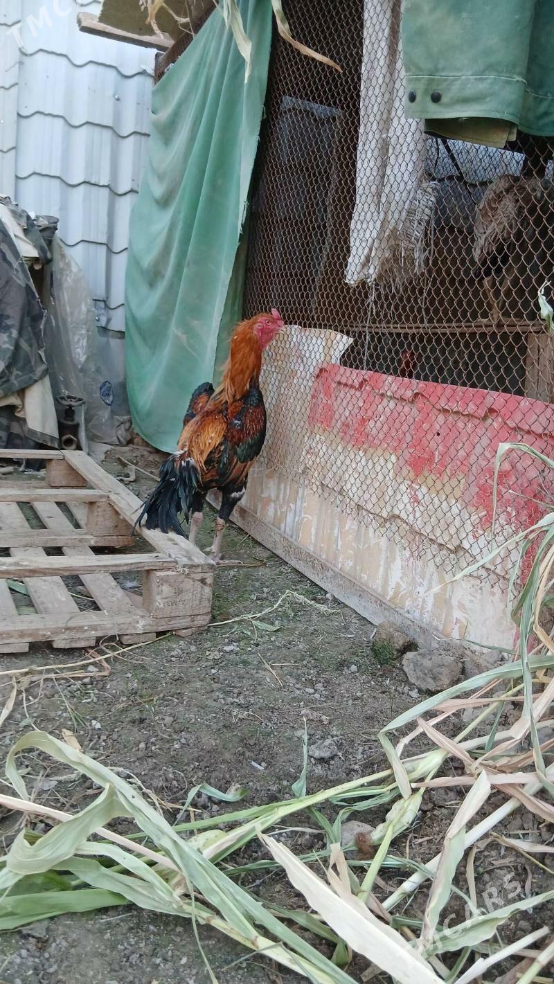 хораз - Çärjew - img 3